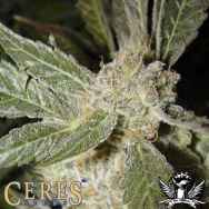 Ceres Seeds White Panther (Smurf)